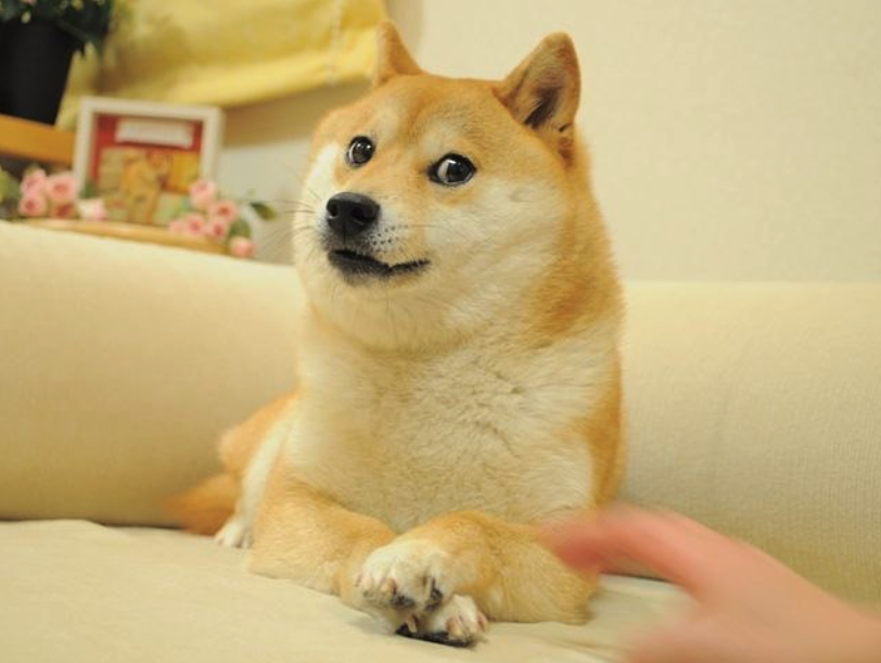 What is ShibaSwap - Kabosu, original Shiba Inu of Dogecoin