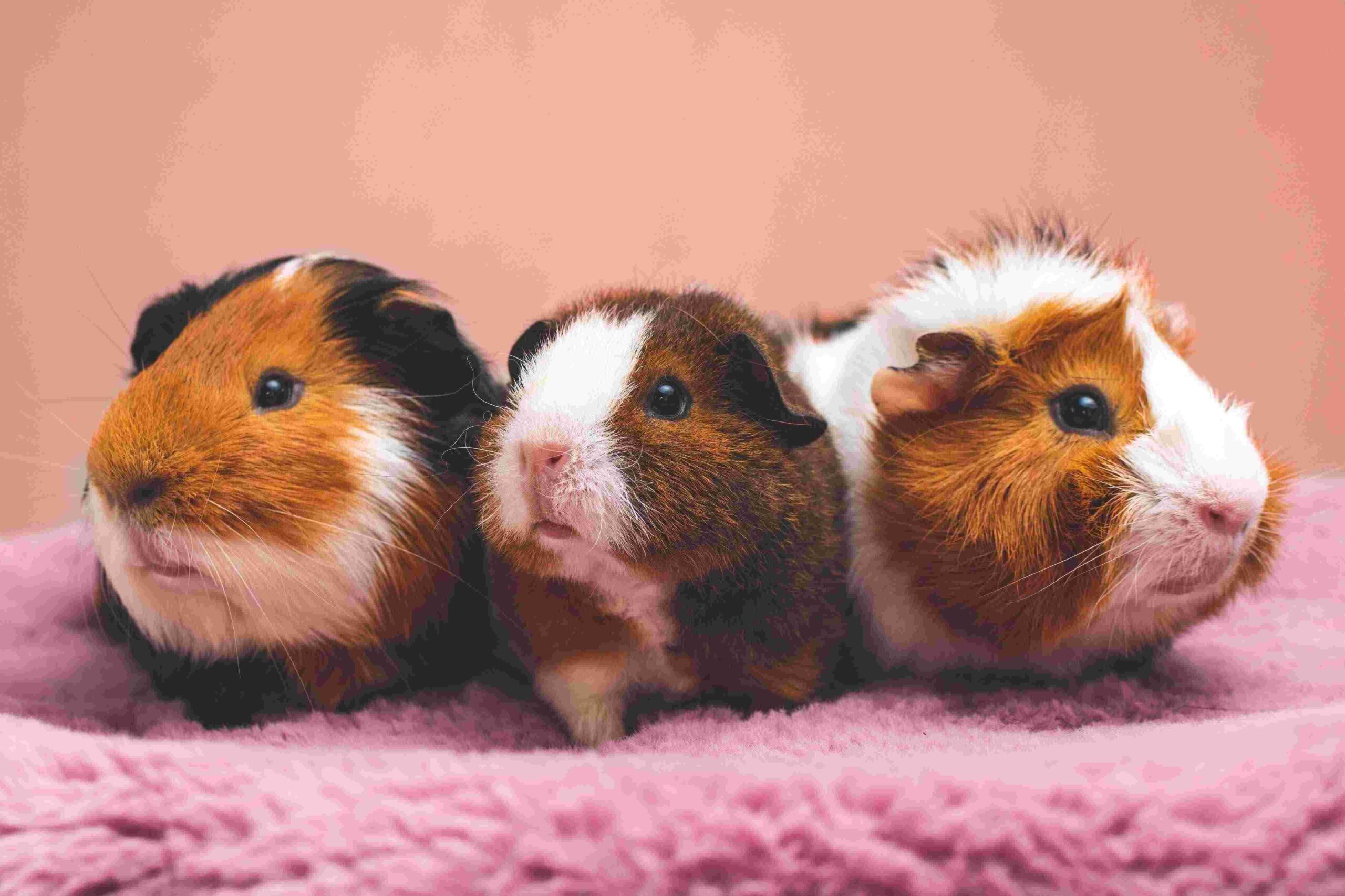 Photo of guinea pigs compressed to 10 percent