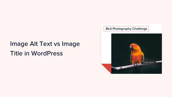 Image Alt Text vs Image Title in WordPress - What's the Difference?